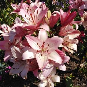 Meet your Posher, Marj